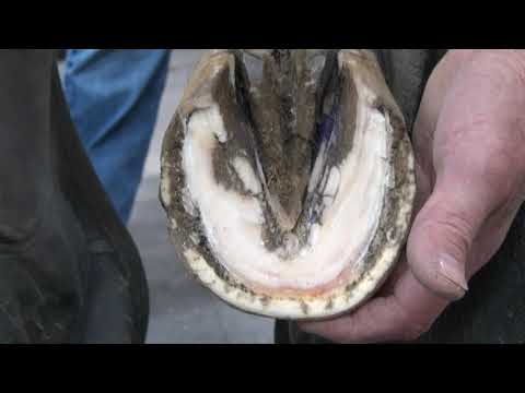 YouTube video about: How often should you trim horses hooves?