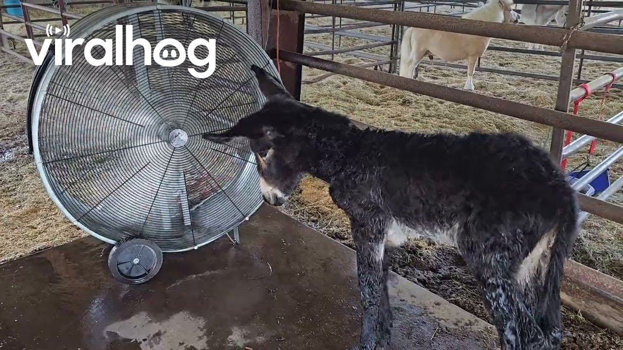 Baby Donkey Enjoys Fan || ViralHog