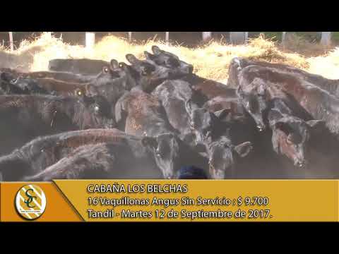 12-09-17 Venta de Vaquillonas Angus Sin Servicio - Cabaña Los Belchas - Tandil.