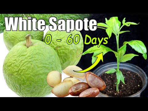 , title : 'White Sapote Experiment - Tasting & Growing From Seed - Several Methods (Casimiroa edulis)'
