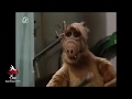 Alf Y Los Tanner Conocen A Alfina