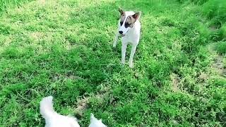 Baby Girl Is Being Raised By Six German Shepherds | The Dodos, RSYGF