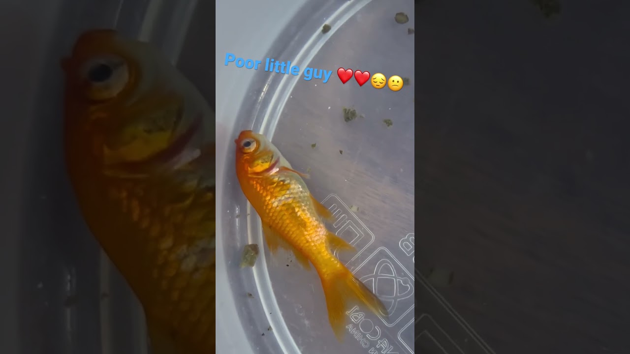 OJ the goldfish is dying😕😔