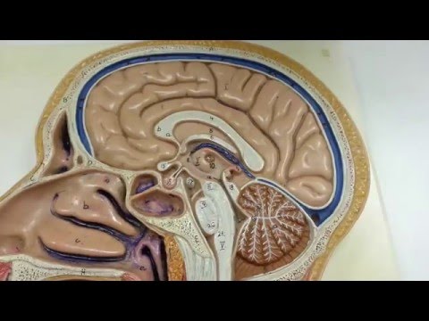 DIENCEPHALON. Part 1: Introduction