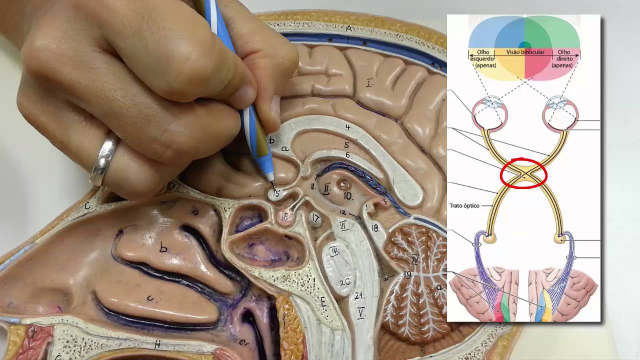 DIENCÉFALO. Parte 1: Introdução