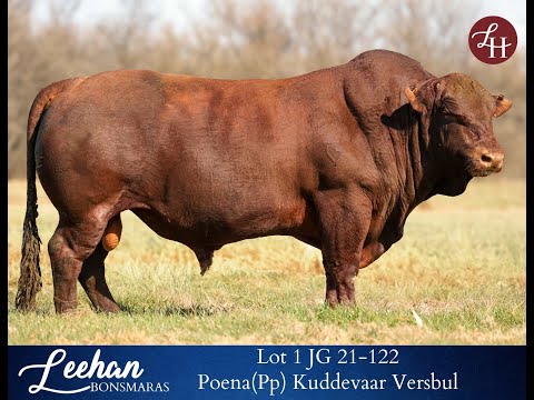 Lot 1 JG 21/122 Poena (Pp) Kuddevaar Versbul