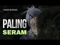 SUARA BURUNG Paling Seram Di Dunia