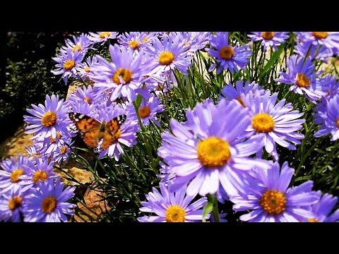 Альпийская горка.Многолетники. Часть 2. Июнь