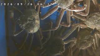 【LIVE】活蟹水槽ライブカメラ【かにのマルマサ】 live webcam