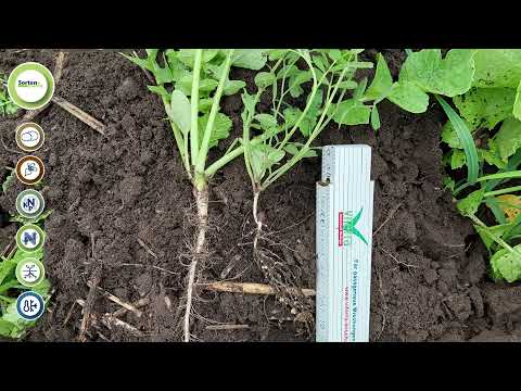 Saaten-Union: Zwischenfrüchte | SortenGreening® AGRONOM + Sommerwicke