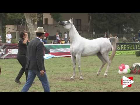 2016 - Italian National Championships - Mares 4-6 years (Class 4) - 2nd place: n°34 SS LADY DIANA