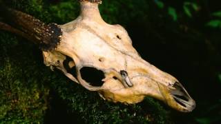 Music video thumbnail preview for NECRONOMIDOL - psychopomp Music Video by FRUITPOCHETTE