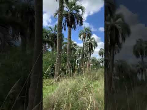 Palmar denso de Castillos