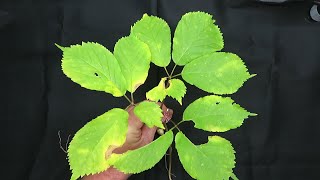 Ginseng Plant How to determine the age