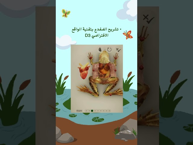 ارويغامي تشريح الضفدع