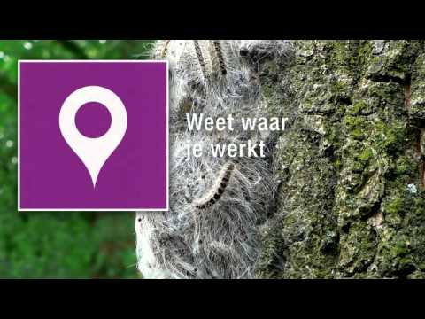 Gemeente Dronten in drie rondes druk met bestrijden eikenprocessierups Gemeente Dronten in drie rondes druk met bestrijden eikenprocessierups