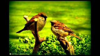 oru ponsolai aalanathe