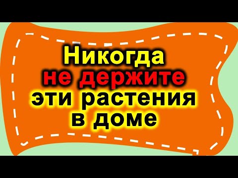 , title : 'Эти растения в доме нельзя держать, опасны для денег и удачи. Народные приметы про комнатные цветы'