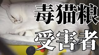 Re: [情報/新聞] 中國爆發毒貓糧事件「近百貓身亡」