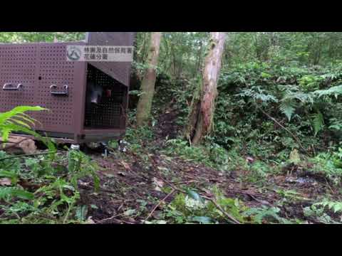 卓溪黑熊 Da qu-ali傷癒 重返山林族人祈福送行