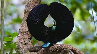 Download Mp3 Papua Surganya Burung Cantik nan Eksotis