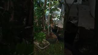 Download lagu mripit mripit #cat #fypshort mp3