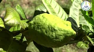 সিলেট অঞ্চলে জনপ্রিয় ও রপ্তান্তিযোগ্য ফসল - জারা লেবু