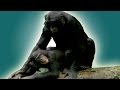 How Do Animals Have Sex BBC Earth Explore