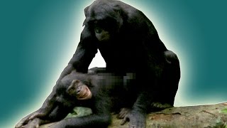 How do animals have sex?  Earth Unplugged