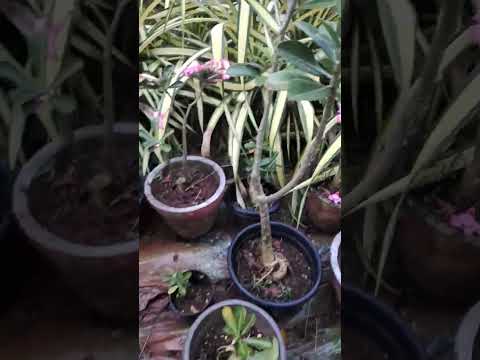 Adinium #trending #shorts#viral #agri #gardening #active80