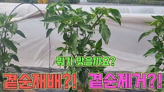 고추 곁순제거 꼭 해야 하나요??!!! 고추 농사 잘 짓는법!!