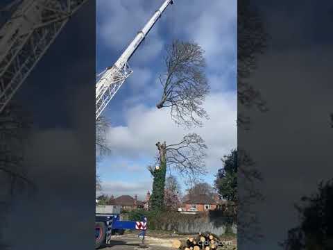 PRIMARY TREE CARE video.