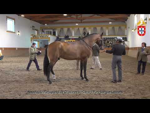 220128 8 Nuestro da Ferraria - Aprovação de Garanhões
