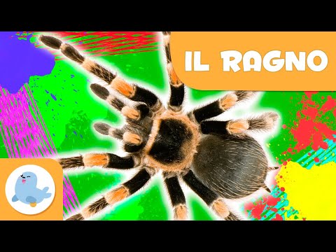 Il ragno 🕷️ Animali per bambini 🌱 Epsiodio 10