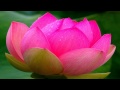 I'm Not a Rose   ڰۣڿڰۣ ♥ ڰۣڿڰۣ   MARIE MODIANO