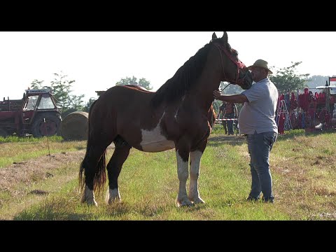 Armăsar [friesian țigănesc] dl. Zoli de la Micula - Satu Mare 2021