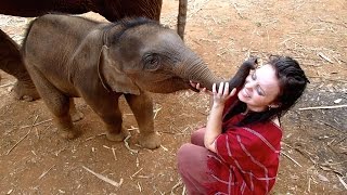 Elephants in Thailand