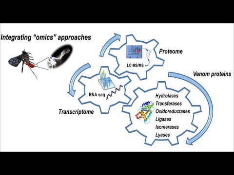 Identiﬁcation of major Toxoneuron nigriceps venom proteins