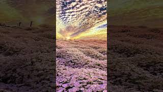 Download lagu Feel the beauty #shorts #beauty #flowers #garden #sunrise mp3 Download lagu Feel the beauty #shorts #beauty #flowers #garden #sunrise mp3