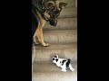 Este pastor alemán ayuda a un gatito a subir las escaleras