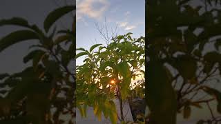 Download lagu Story wa / selamat pagi/sunset mp3 Download lagu Story wa / selamat pagi/sunset mp3