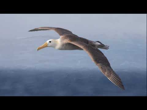 Thilo Morningstar und Boxband - Albatros - Karat (DDR 1979) Coversong