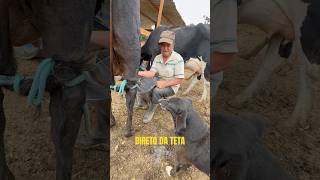 LEITE DIRETO DA TETA DA VACA #fazenda #agro #naturezasurpreendente