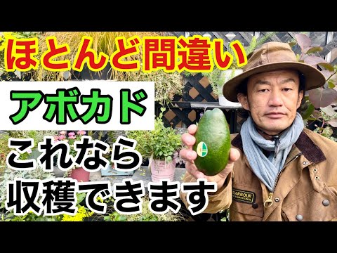 アボカドの木の育て方のヒントと健康的な果物のコツ