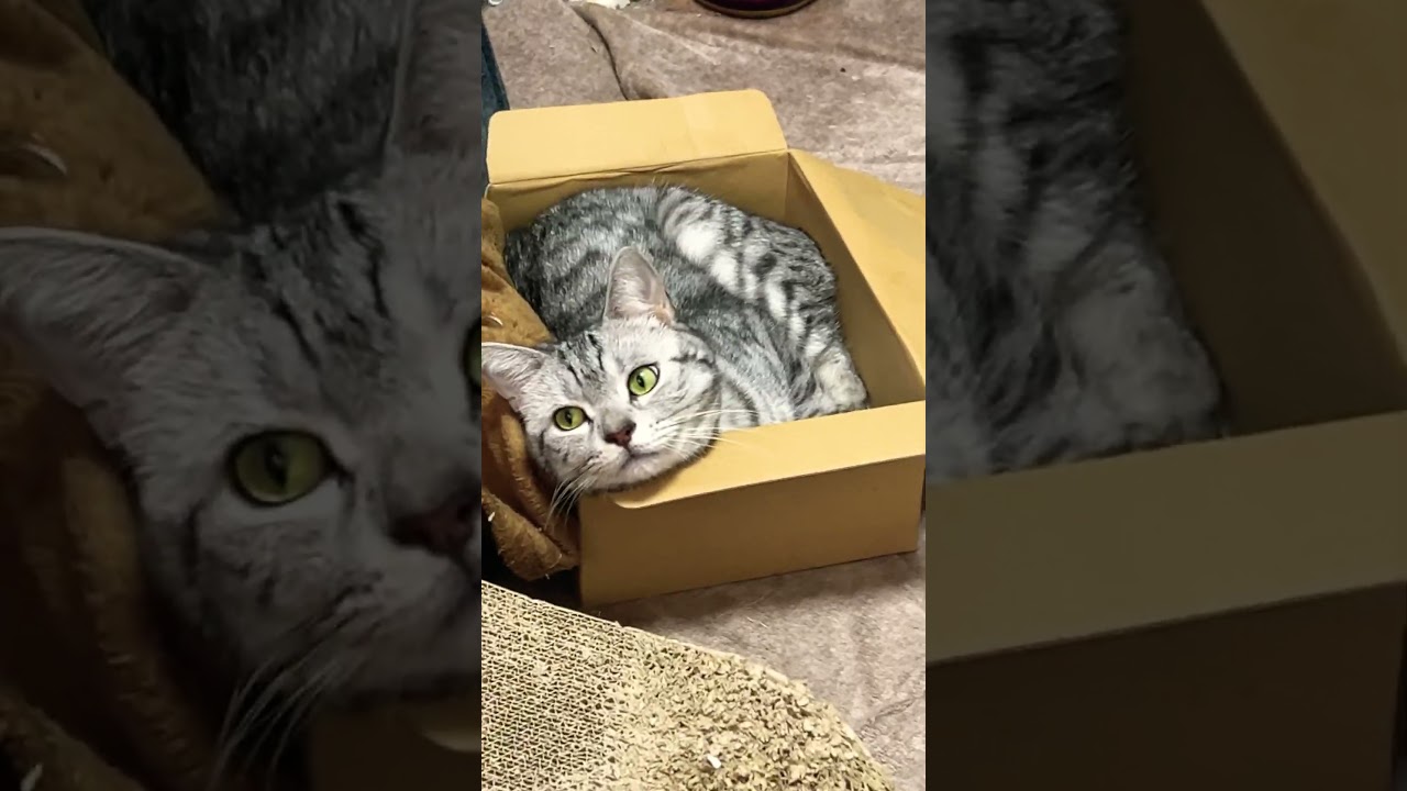 #ボカロ曲 #cat #shorts