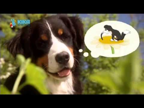 Löwenzähnchen 13 Keks und das bunte Flattern