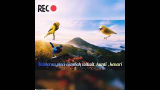 Download lagu masteran pleci nembak wit wit kunti kenari ... suara jernih mp3