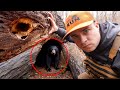 I Found A Black Bear Den