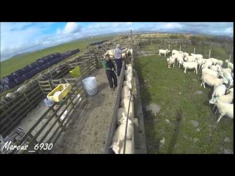 download lagu mp3 mp4 Work Sheep, download lagu Work Sheep gratis, unduh video klip Work Sheep