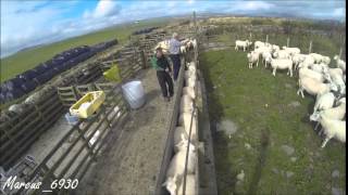 Sheep Work - August 2014